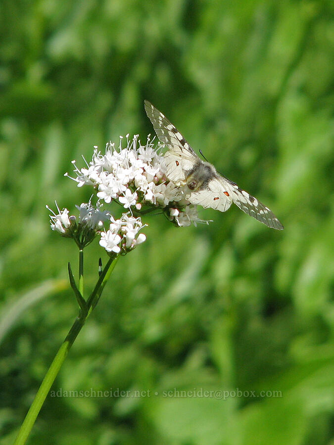 Clodius parnassian butterfly on valerian (Parnassius clodius, Valeriana sitchensis) [Bird Creek Meadows, Yakama Reservation, Yakima County, Washington]