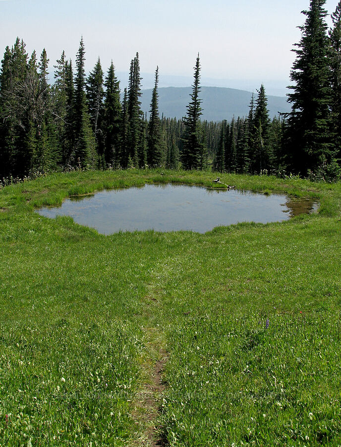 alpine pond full of tadpoles [Round-the-Mountain Trail, Yakama Reservation, Yakima County, Washington]