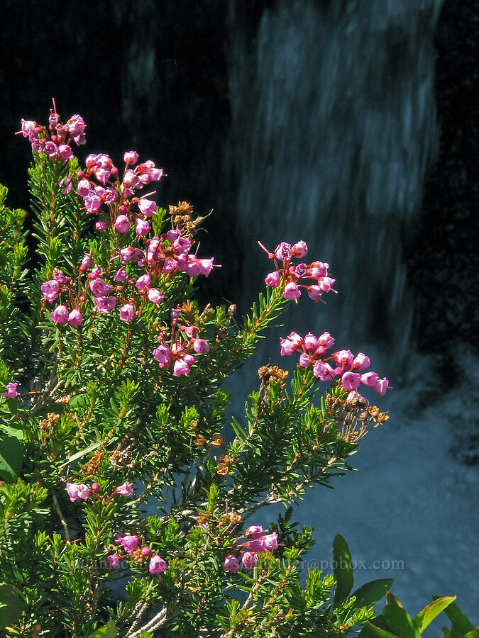 pink mountain heather (Phyllodoce empetriformis) [Round-the-Mountain Trail, Yakama Reservation, Yakima County, Washington]