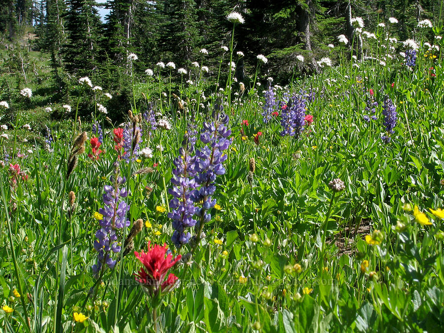 wildflowers (Lupinus latifolius, Castilleja parviflora var. oreopola, Valeriana sitchensis, Potentilla sp.) [Round-the-Mountain Trail, Yakama Reservation, Yakima County, Washington]