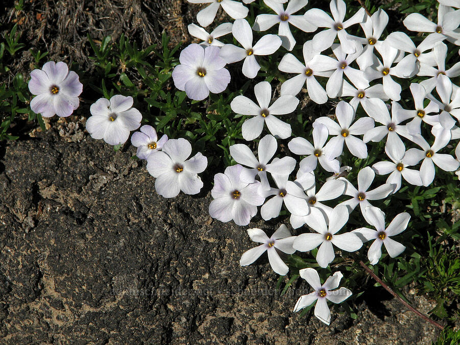 phlox with two different flower shapes (Phlox diffusa) [Round-the-Mountain Trail, Mt. Adams Wilderness, Yakima County, Washington]