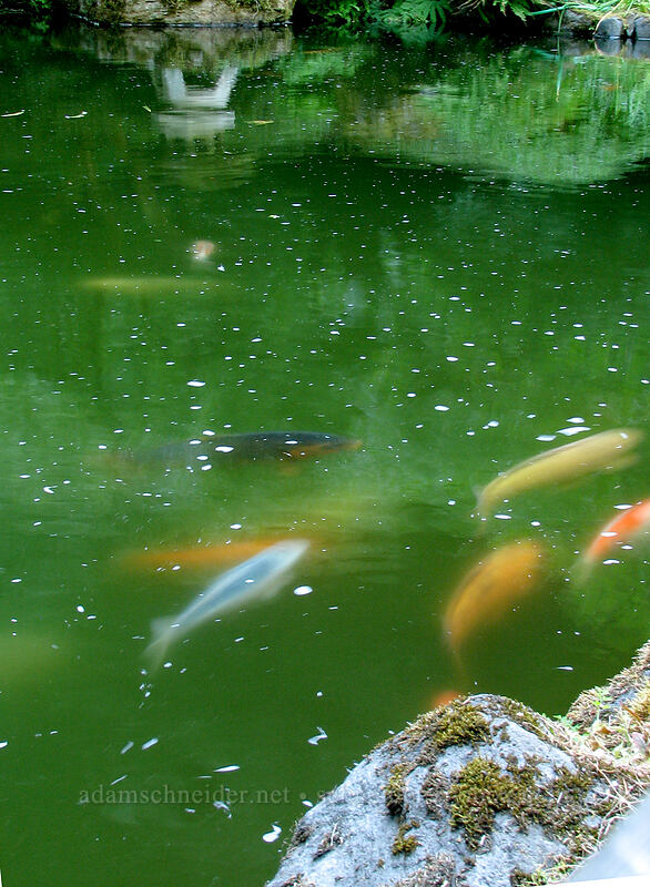 fish [Portland Japanese Garden, Portland, Multnomah County, Oregon]