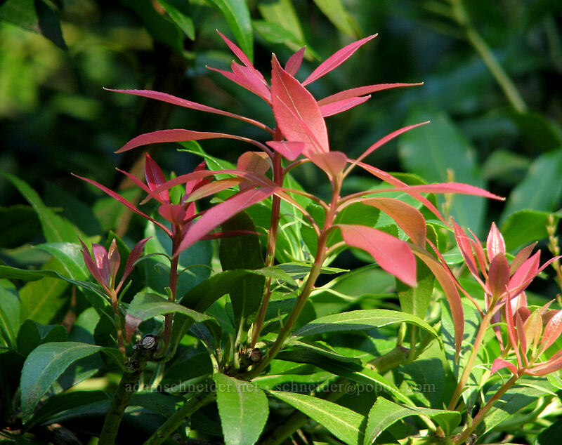 leaves [Portland Japanese Garden, Portland, Multnomah County, Oregon]