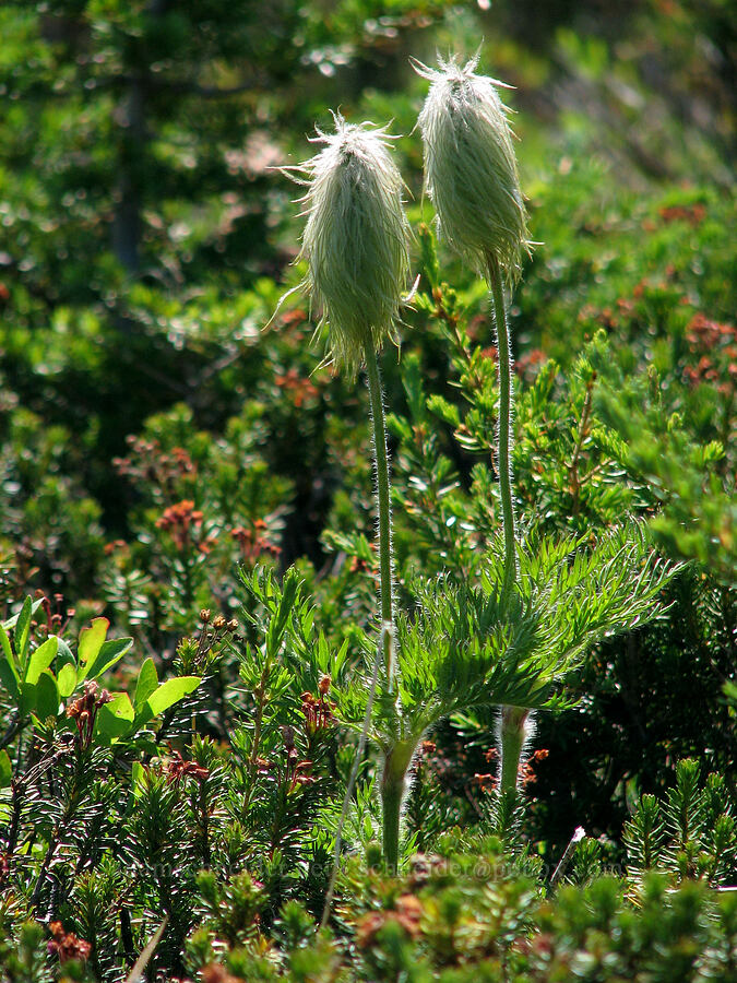 western pasqueflower seedheads (Anemone occidentalis (Pulsatilla occidentalis)) [Wy'east Basin, Mt. Hood Wilderness, Hood River County, Oregon]