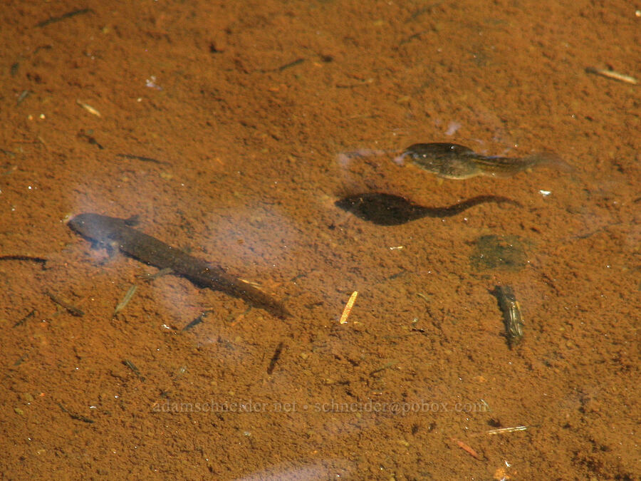 tadpole & immature salamander or newt [Eden Park, Mt. Hood Wilderness, Hood River County, Oregon]