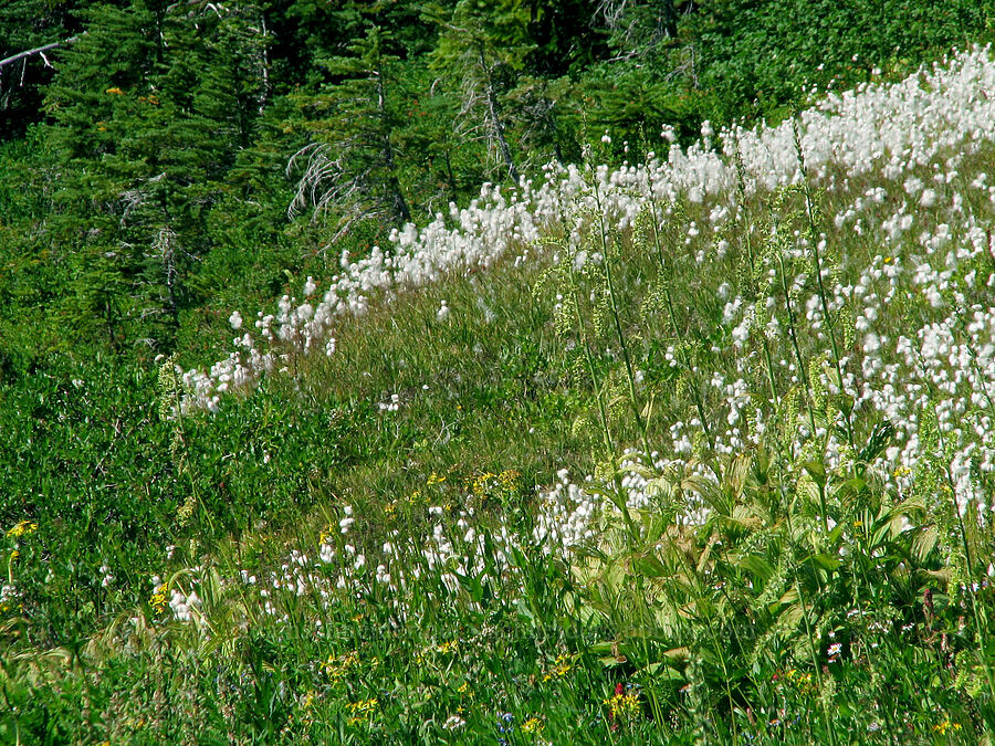 cotton-grass & corn lilies (Eriophorum sp., Veratrum viride var. eschscholzianum (Veratrum eschscholtzianum)) [Eden Park Loop Trail, Mt. Hood Wilderness, Hood River County, Oregon]