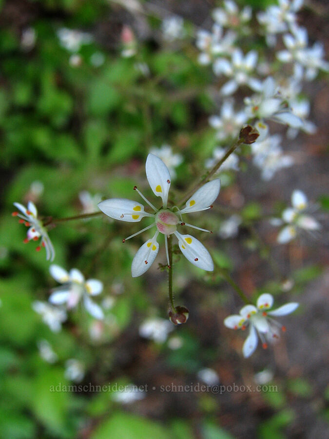 rusty saxifrage (Micranthes ferruginea (Saxifraga ferruginea)) [Eden Park Loop Trail, Mt. Hood Wilderness, Hood River County, Oregon]