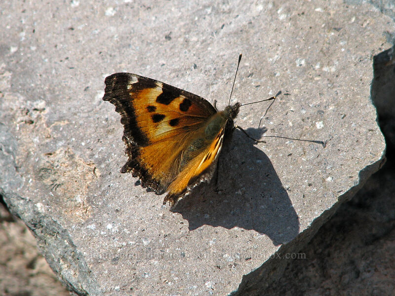 California tortoiseshell butterfly (Nymphalis californica) [above Langille Crags, Mt. Hood Wilderness, Hood River County, Oregon]