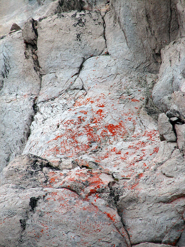 blood-red lichen [near Langille Crags, Mt. Hood Wilderness, Hood River County, Oregon]