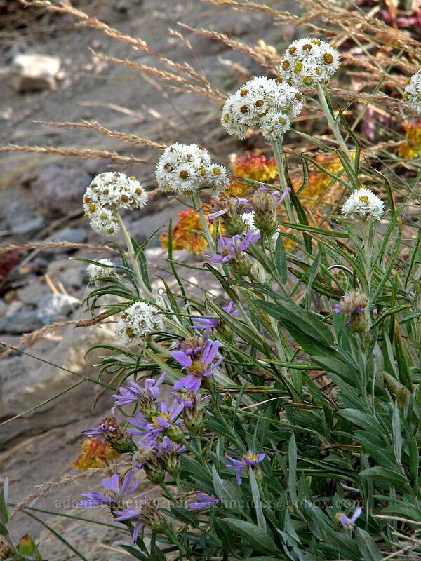 pearly everlasting & Cascade asters (Anaphalis margaritacea, Eucephalus ledophyllus (Aster ledophyllus)) [west moraine of Eliot Glacier, Mt. Hood Wilderness, Hood River County, Oregon]