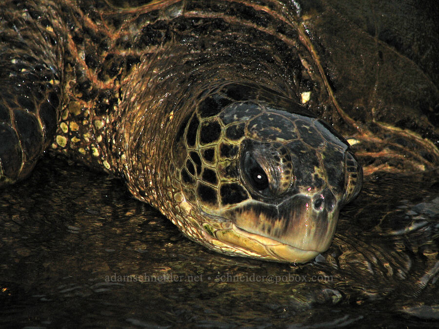 green sea turtle (Chelonia mydas) [Waikomo Stream, Koloa Landing, Kaua'i, Hawaii]