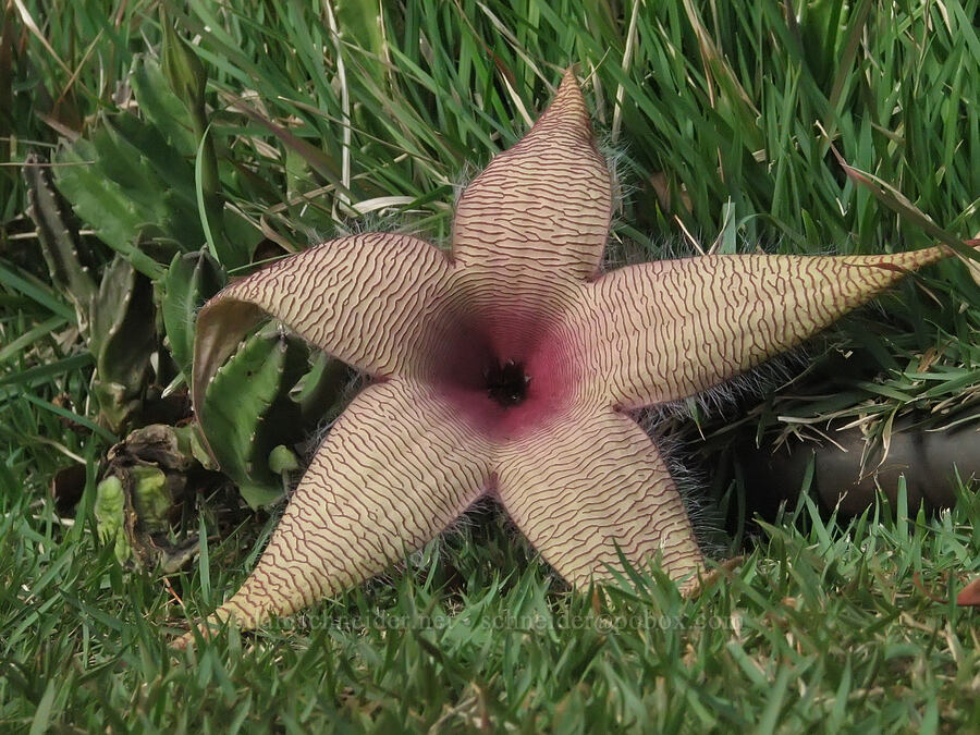 carrion plant (Stapelia gigantea) [National Tropical Botanical Garden, Kukui'ula, Kaua'i, Hawaii]