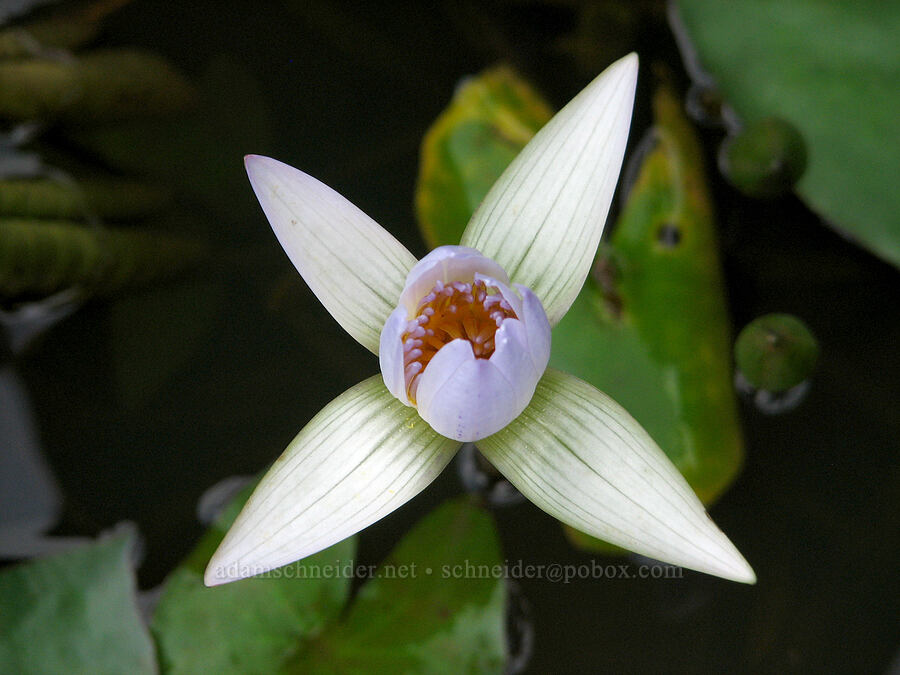 water lily (Nymphaea sp.) [National Tropical Botanical Garden, Kukui'ula, Kaua'i, Hawaii]