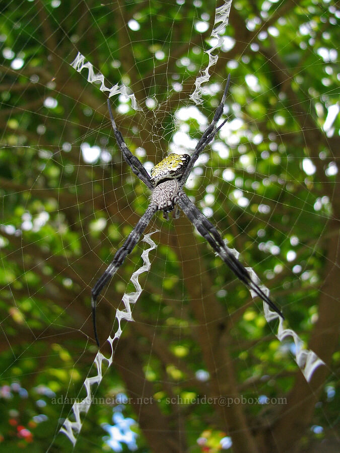 Hawaiian garden spider (Argiope appensa) [National Tropical Botanical Garden, Kukui'ula, Kaua'i, Hawaii]