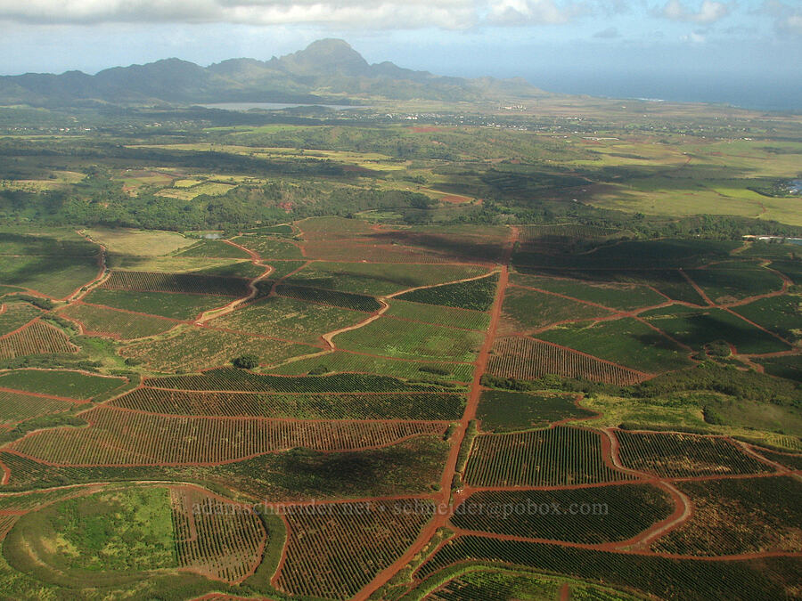 coffee plantations [airplane tour, south of Kalaheo, Kaua'i, Hawaii]