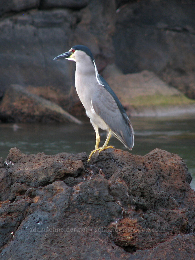 'Auku'u (black-crowned night heron) (Nycticorax nycticorax) [Waikomo Stream, Koloa Landing, Kaua'i, Hawaii]