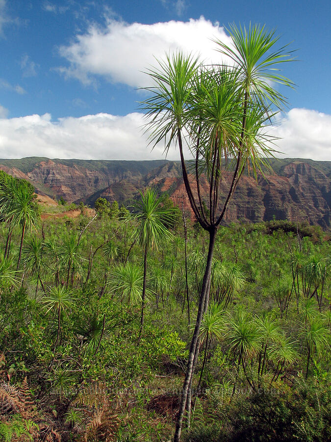 iliau trees (Wilkesia gymnoxiphium) [Kukui Trail, Waimea Canyon State Park, Kaua'i, Hawaii]