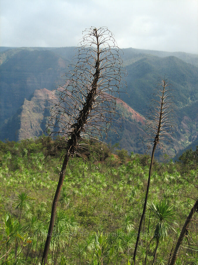 iliau flower stalks (Wilkesia gymnoxiphium) [Kukui Trail, Waimea Canyon State Park, Kaua'i, Hawaii]