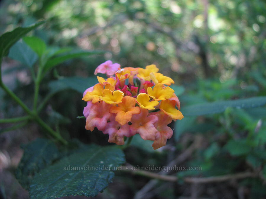 lantana flowers (Lantana camara) [Canyon Trail, Koke'e State Park, Kaua'i, Hawaii]