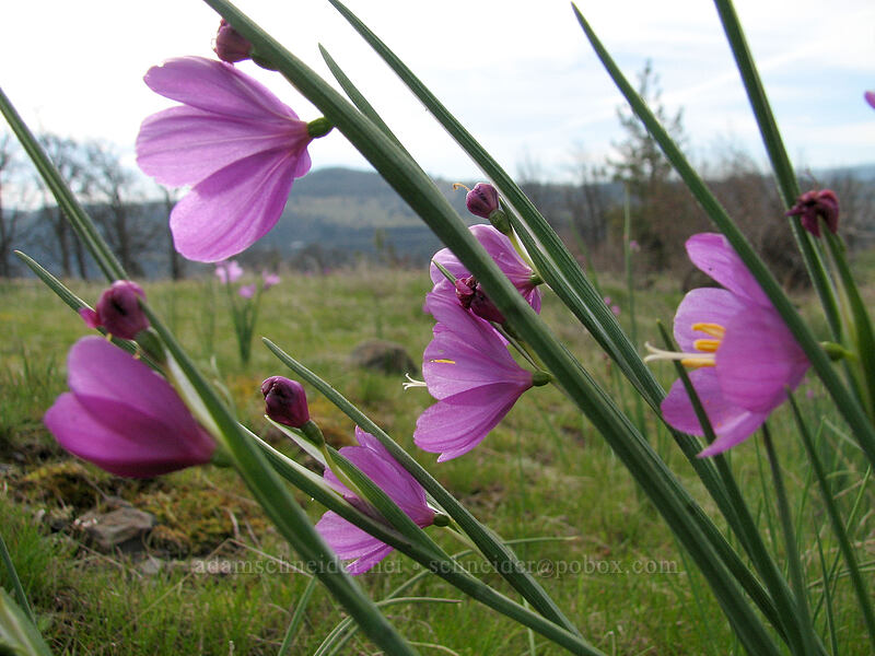 grass widows (Olsynium douglasii) [Catherine Creek trailhead, Gifford Pinchot National Forest, Klickitat County, Washington]