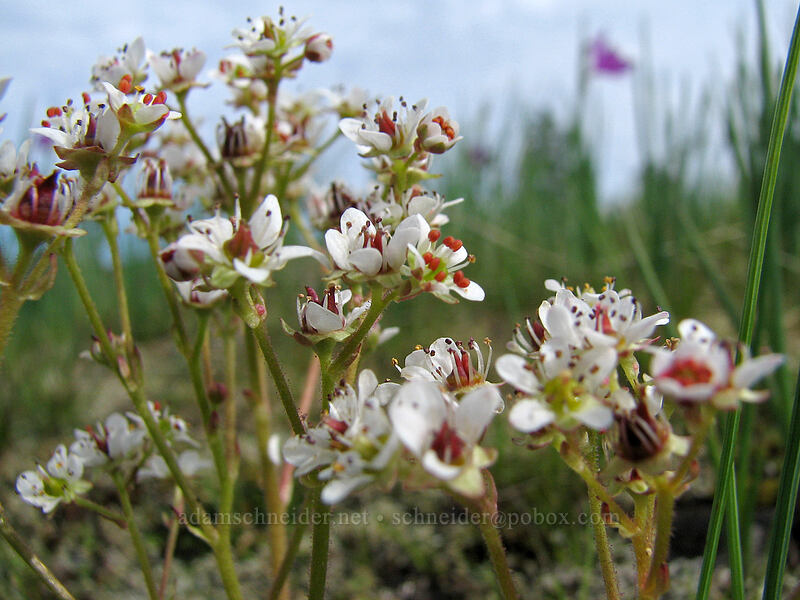 saxifrage (Micranthes sp. (Saxifraga sp.)) [Catherine Creek trailhead, Gifford Pinchot National Forest, Klickitat County, Washington]