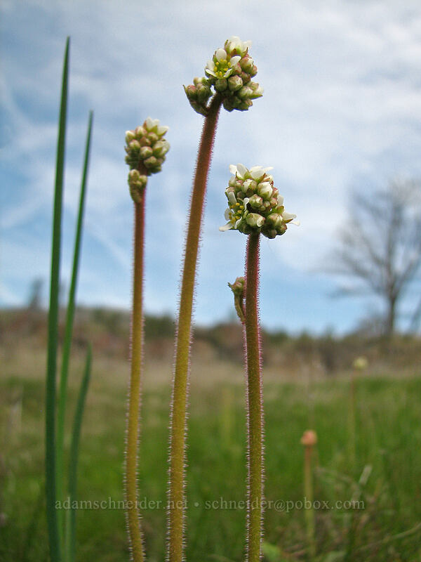 saxifrage (Micranthes sp. (Saxifraga sp.)) [Catherine Creek trailhead, Gifford Pinchot National Forest, Klickitat County, Washington]