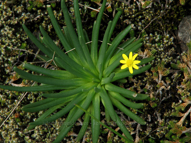 bitterroot leaves & gold star (Lewisia rediviva, Crocidium multicaule) [Catherine Creek, Gifford Pinchot National Forest, Klickitat County, Washington]
