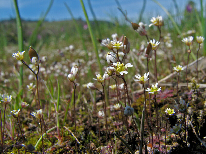 spring Whitlow-grass (Draba verna) [Catherine Creek, Gifford Pinchot National Forest, Klickitat County, Washington]