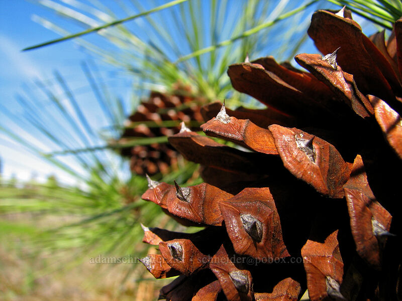 ponderosa pine cones (Pinus ponderosa) [Catherine Creek, Gifford Pinchot National Forest, Klickitat County, Washington]