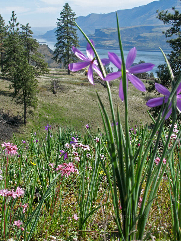 early spring wildflowers in the Columbia River Gorge (Olsynium douglasii, Lithophragma glabrum, Crocidium multicaule) [Catherine Creek, Gifford Pinchot National Forest, Klickitat County, Washington]
