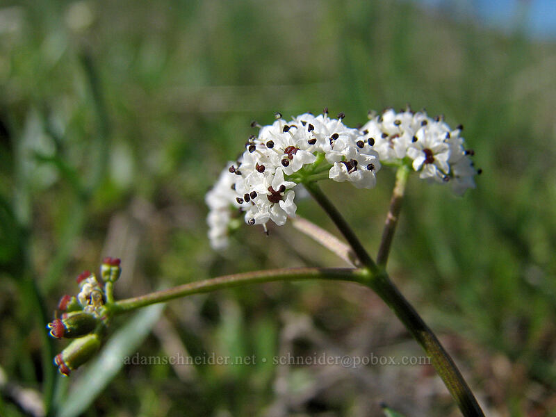 salt-and-pepper desert parsley (Lomatium sp.) [Catherine Creek, Gifford Pinchot National Forest, Klickitat County, Washington]