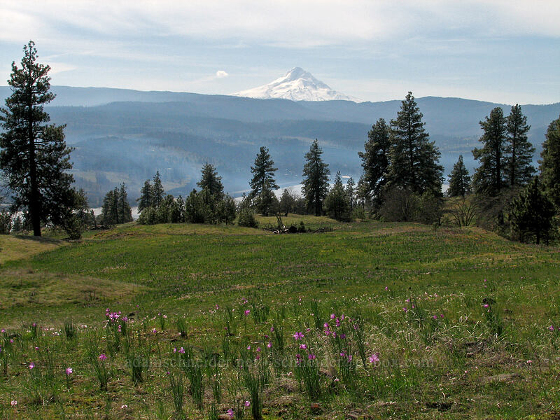 Mount Hood & a spring meadow [Catherine Creek, Gifford Pinchot National Forest, Klickitat County, Washington]