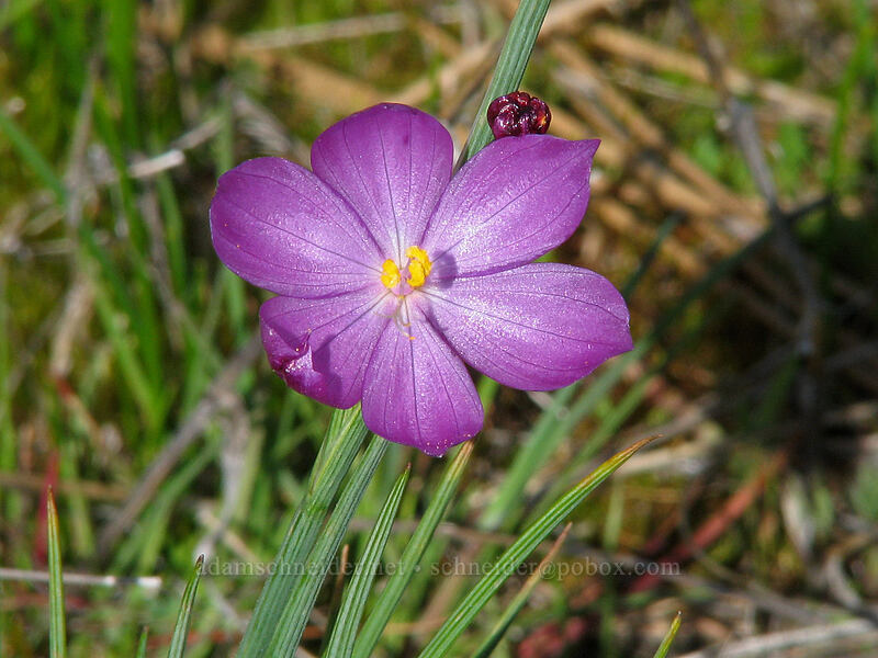 grass widow (Olsynium douglasii) [Catherine Creek, Gifford Pinchot National Forest, Klickitat County, Washington]