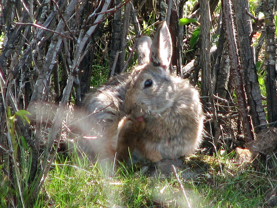 rabbit (or hare?) [Tom McCall Preserve, Rowena, Wasco County, Oregon]
