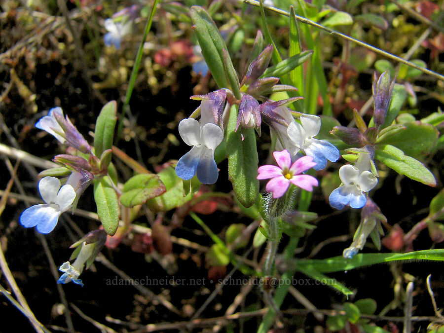small-flowered blue-eyed Mary & slender phlox (Collinsia parviflora, Microsteris gracilis (Phlox gracilis)) [Tom McCall Preserve, Rowena, Wasco County, Oregon]