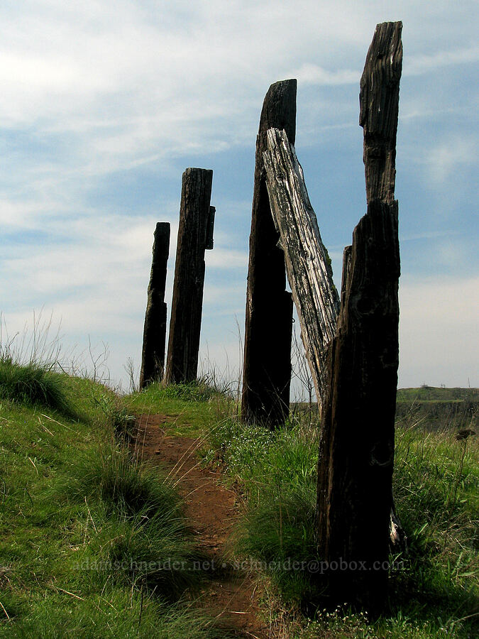 old fence posts [Tom McCall Preserve, Rowena, Wasco County, Oregon]