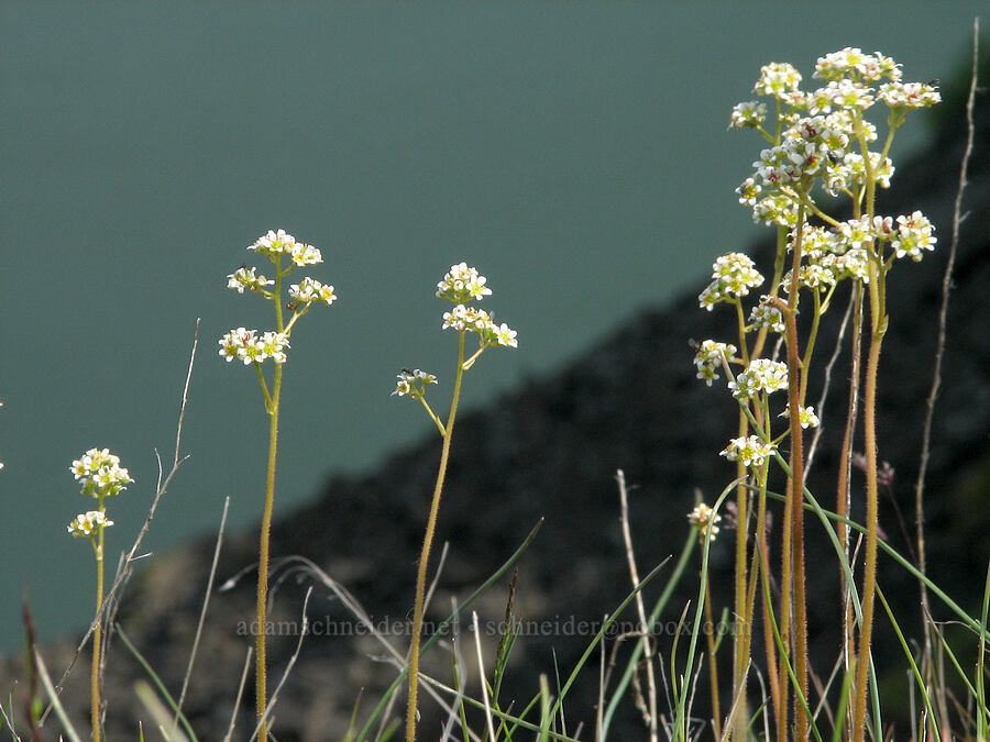 saxifrage (Micranthes sp. (Saxifraga sp.)) [Tom McCall Preserve, Rowena, Wasco County, Oregon]