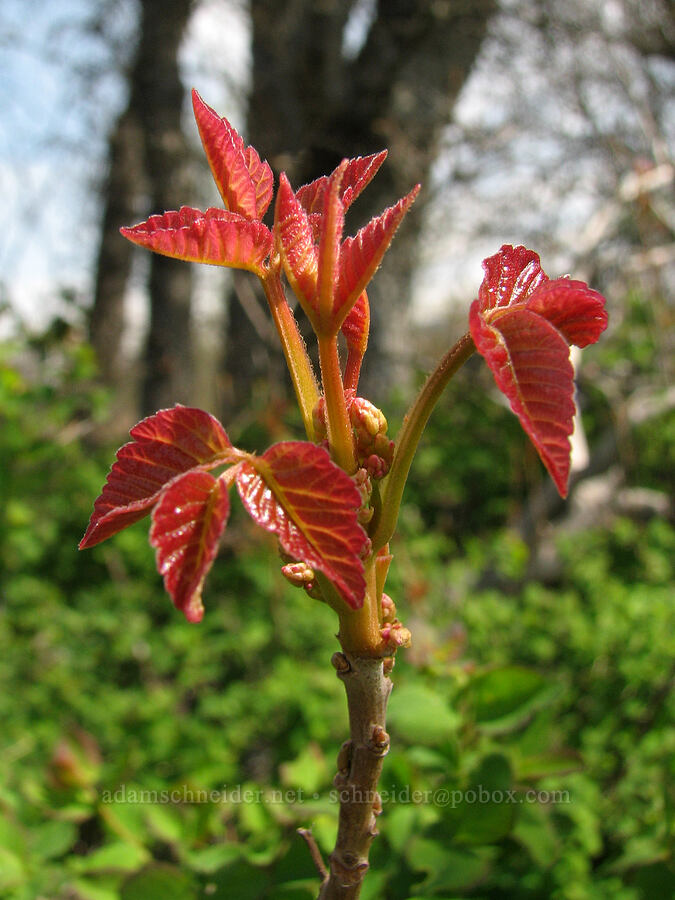 poison-oak (Toxicodendron diversilobum (Rhus diversiloba)) [Tom McCall Preserve, Rowena, Wasco County, Oregon]