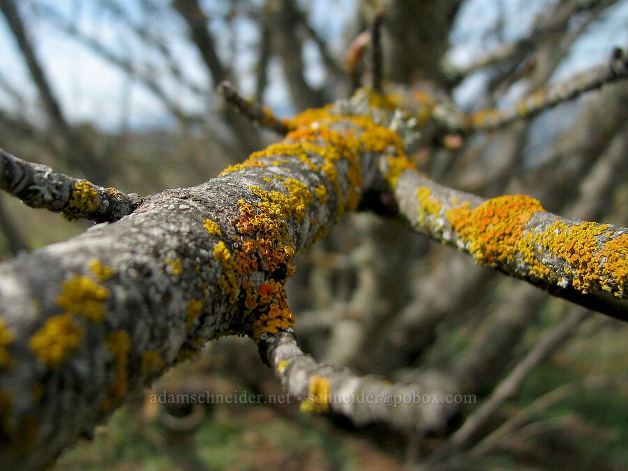 bright orange lichen on a tree [Tom McCall Preserve, Rowena, Wasco County, Oregon]