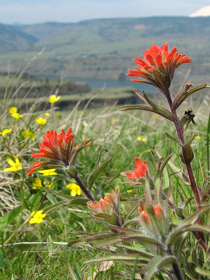 paintbrush & buttercups (Castilleja hispida, Ranunculus occidentalis) [Tom McCall Preserve, Rowena, Wasco County, Oregon]