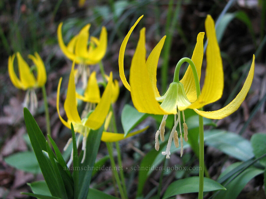 glacier lilies (Erythronium grandiflorum) [Tom McCall Preserve, Rowena, Wasco County, Oregon]
