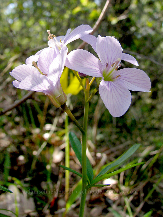 oaks toothwort (Cardamine nuttallii) [Tom McCall Preserve, Rowena, Wasco County, Oregon]