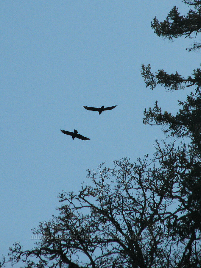 two ravens (Corvus corax) [Tom McCall Preserve, Rowena, Wasco County, Oregon]