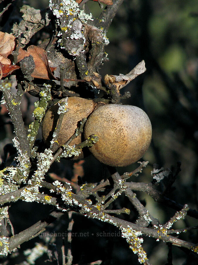 oak gall [Tom McCall Preserve, Rowena, Wasco County, Oregon]