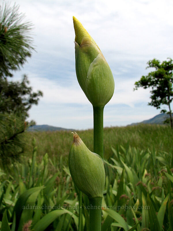 yellow iris (Iris pseudacorus) [Catherine Creek, Gifford Pinchot National Forest, Klickitat County, Washington]