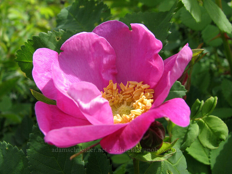 wild rose (Rosa sp.) [Catherine Creek, Gifford Pinchot National Forest, Klickitat County, Washington]