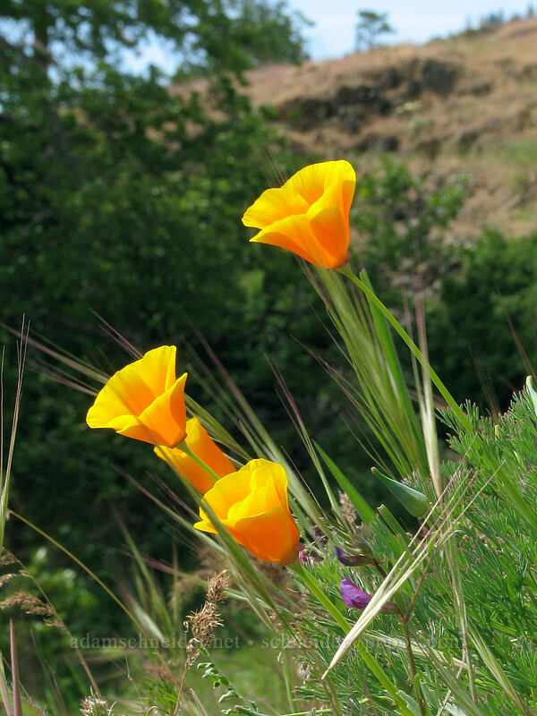 California poppies (Eschscholzia californica) [Catherine Creek, Gifford Pinchot National Forest, Klickitat County, Washington]