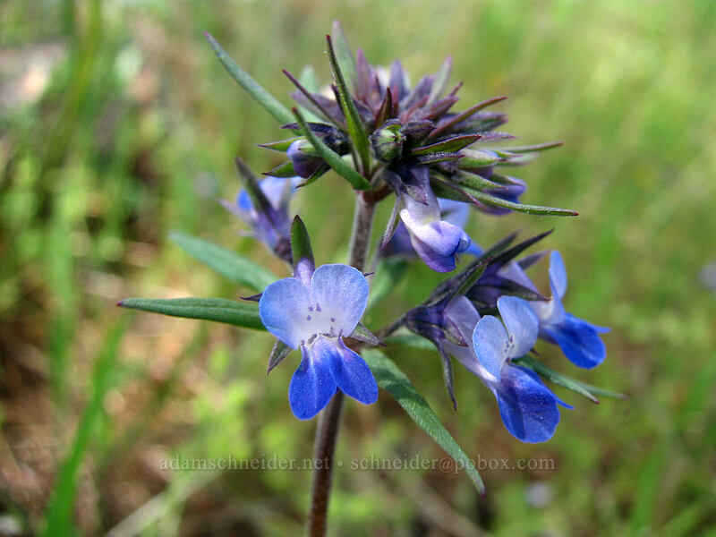 giant blue-eyed Mary (Collinsia grandiflora) [Catherine Creek, Gifford Pinchot National Forest, Klickitat County, Washington]