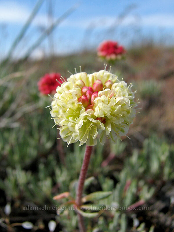 scabland buckwheat (Eriogonum sphaerocephalum var. sublineare (Eriogonum douglasii var. tenue)) [Dalles Mountain Road, Klickitat County, Washington]