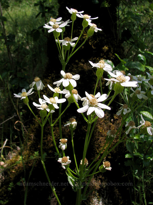 white western groundsel (Senecio integerrimus var. ochroleucus) [Dog Mountain Trail, Gifford Pinchot National Forest, Skamania County, Washington]